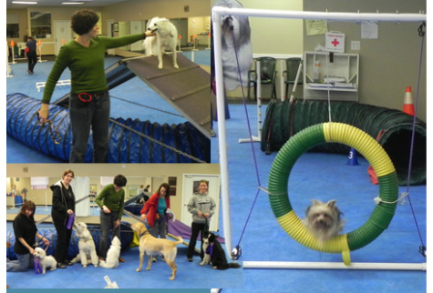 dog agility class